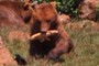 Bread for the bear