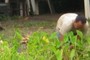Kalo kountry
