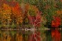 Beautiful trees of various colors.