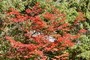 Fall