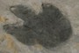 Dinosaur Footprint
