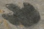 Dinosaur Footprint