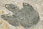 Dinosaur Footprint