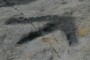 Dinosaur Track