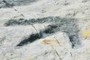 Dinosaur Footprint - enhanced