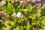La primavera