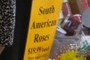 South American Roses