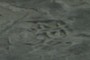 Tracks