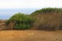 Vegetation oasis