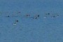 Waterfowl