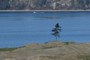 A lonely tree