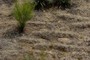 Livestock -caused Terracing and Erosion