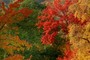 Red, Green, Yellow, ...