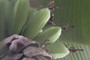 Green bananas
