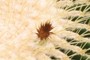 cactus flower?