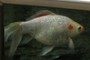 goldfish