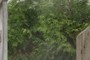 gardens in the rain