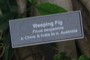 Weeping Fig