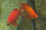 One fish, two fish