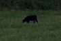 garrotxa goat?