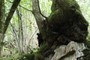 Tree vs. Rock
