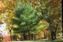 White Pine with Sunbather