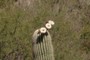 Saguaro flower