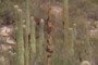 Dead saguaro