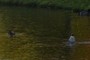 ducks feeding