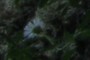 a flower