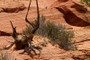 Dead Bristlecone