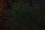 Sharpest part of image