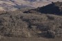 denuded aspens