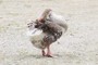 a goose
