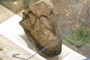 Camarasaurus