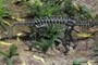 Apatosaurus