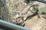 Camptosaurus