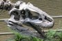 Allosaurus