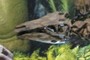 Stegosaurus