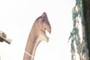 Brachiosaurus