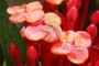 3 small flowers