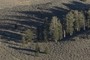 Copse