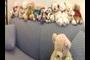 Teddy Bears