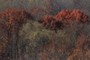 Gorgeous Trees