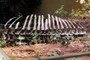 Edmontosaurus ribcage