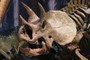 Triceratops skull, CM 1219
