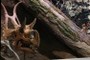 Diabloceratops eatoni