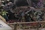 Pachycephalosaurus wyomingensis