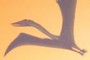 Quetzalcoatlus