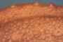 Triceratops skin